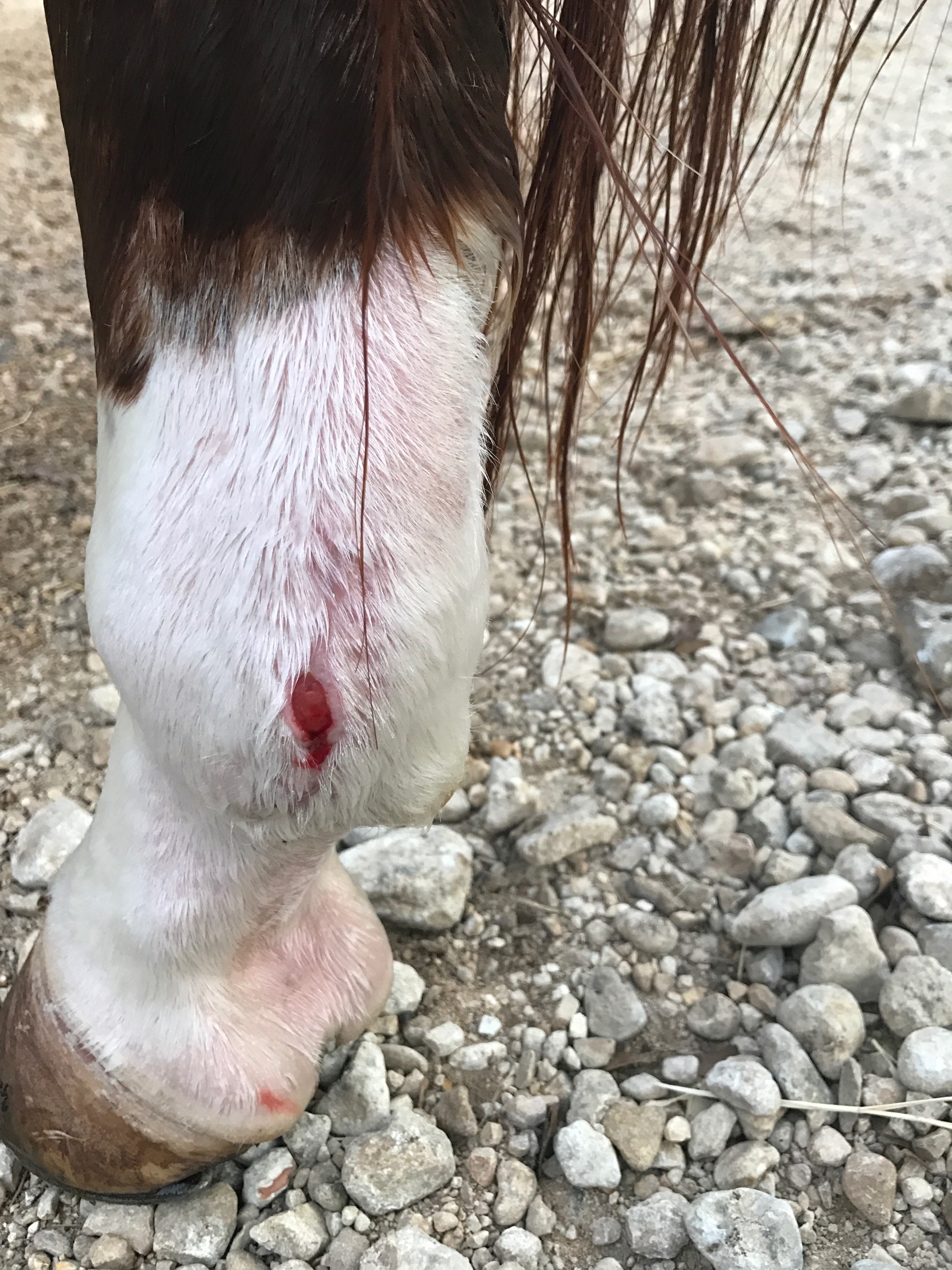 Image of Lena's injury on the mend.